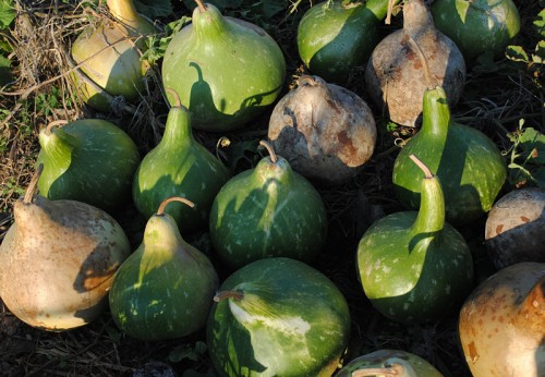 Bradshaw’s Birdhouse gourd.