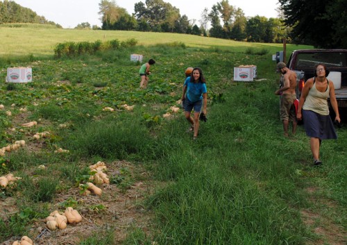Putting Butterbush squash in bins.