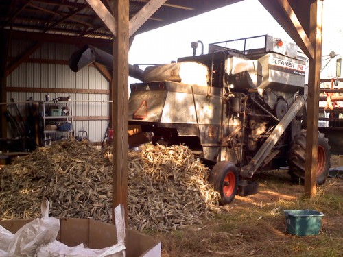 Okra trash after combining.