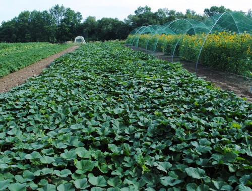Cornell Butternut Squash breeding project (open pollinated line of Amber Delight Hybrid).