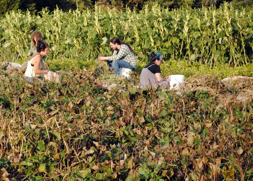 Picking peanuts by hand. Whippoorwhill Cowpeas in foreground, Silver Queen okra behind.