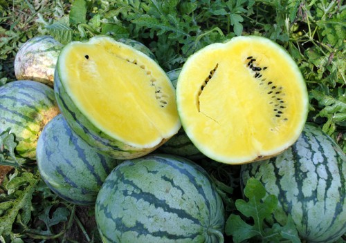 Early Moonbeam Watermelon.