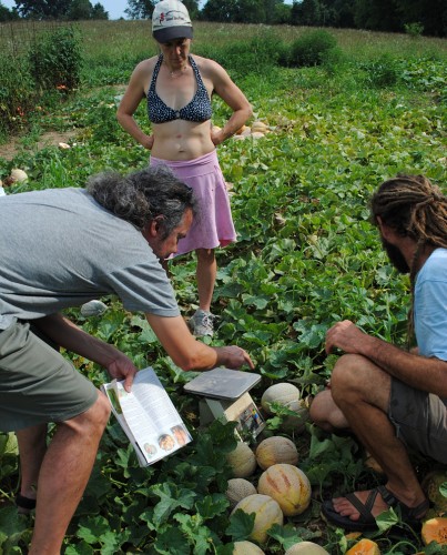 Melon trials.