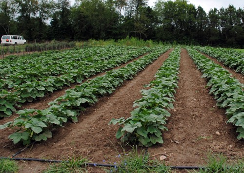 Young Silver Queen Okra plants.