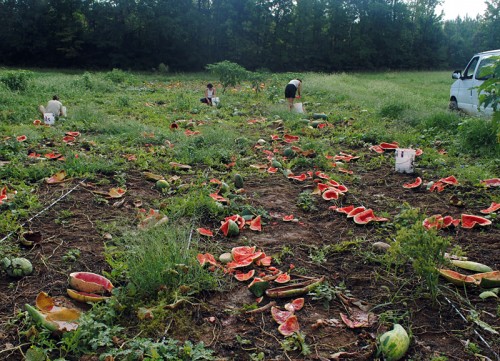Strawberry Watermelon harvest.