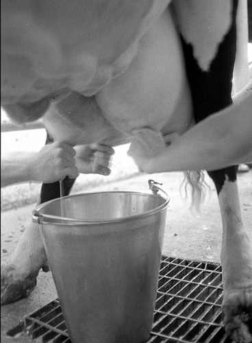 Hand milking after hurricane power outage.