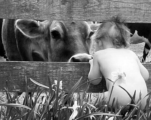 Jonah & cow