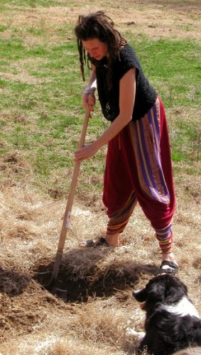 Thea placenta planting